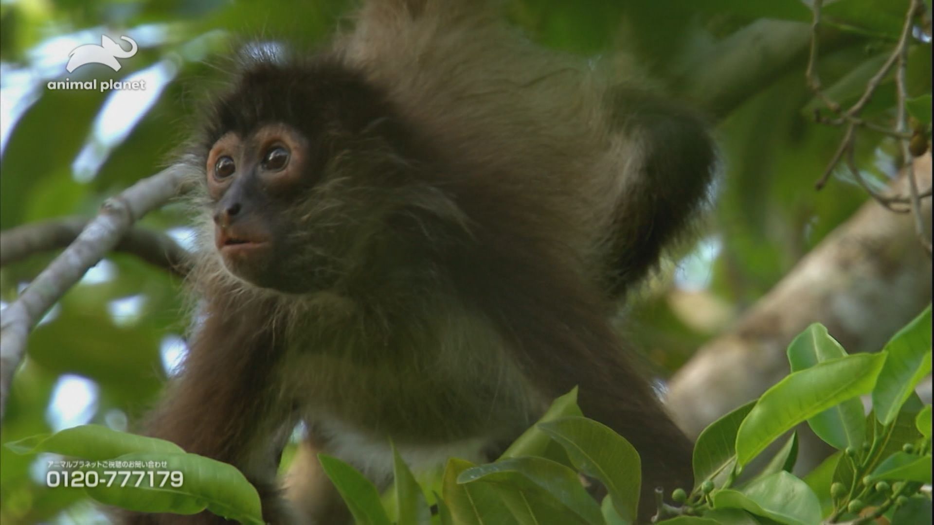 地球ものがたり：メキシコの大自然
