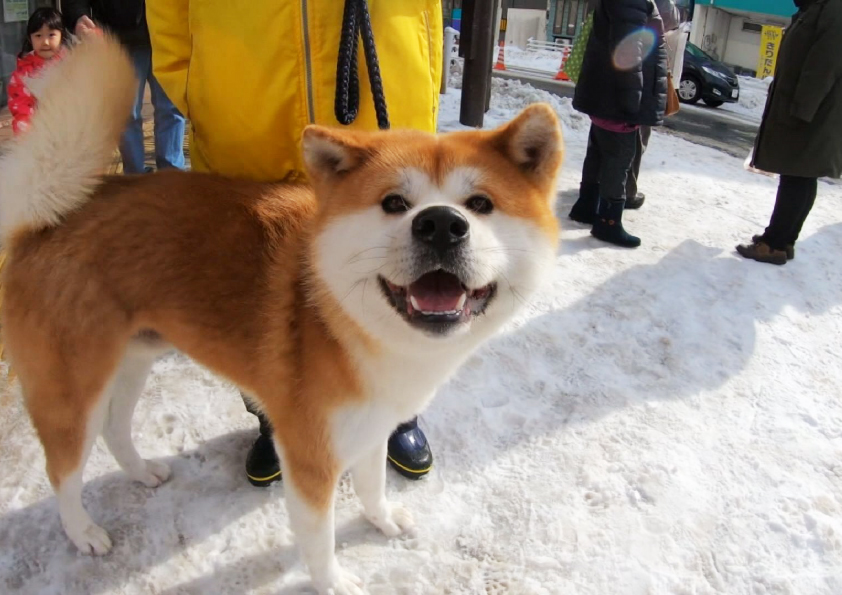 あきた犬だらけ
