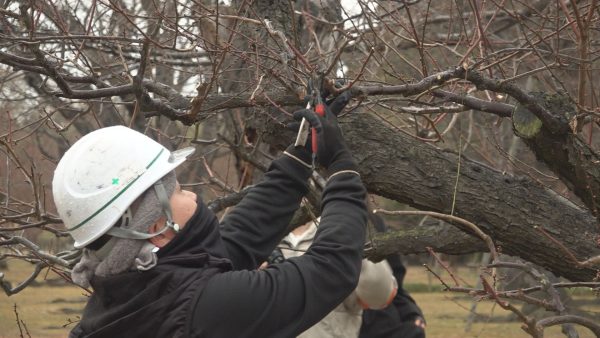 美しい開花に向けて　後楽園で梅の剪定