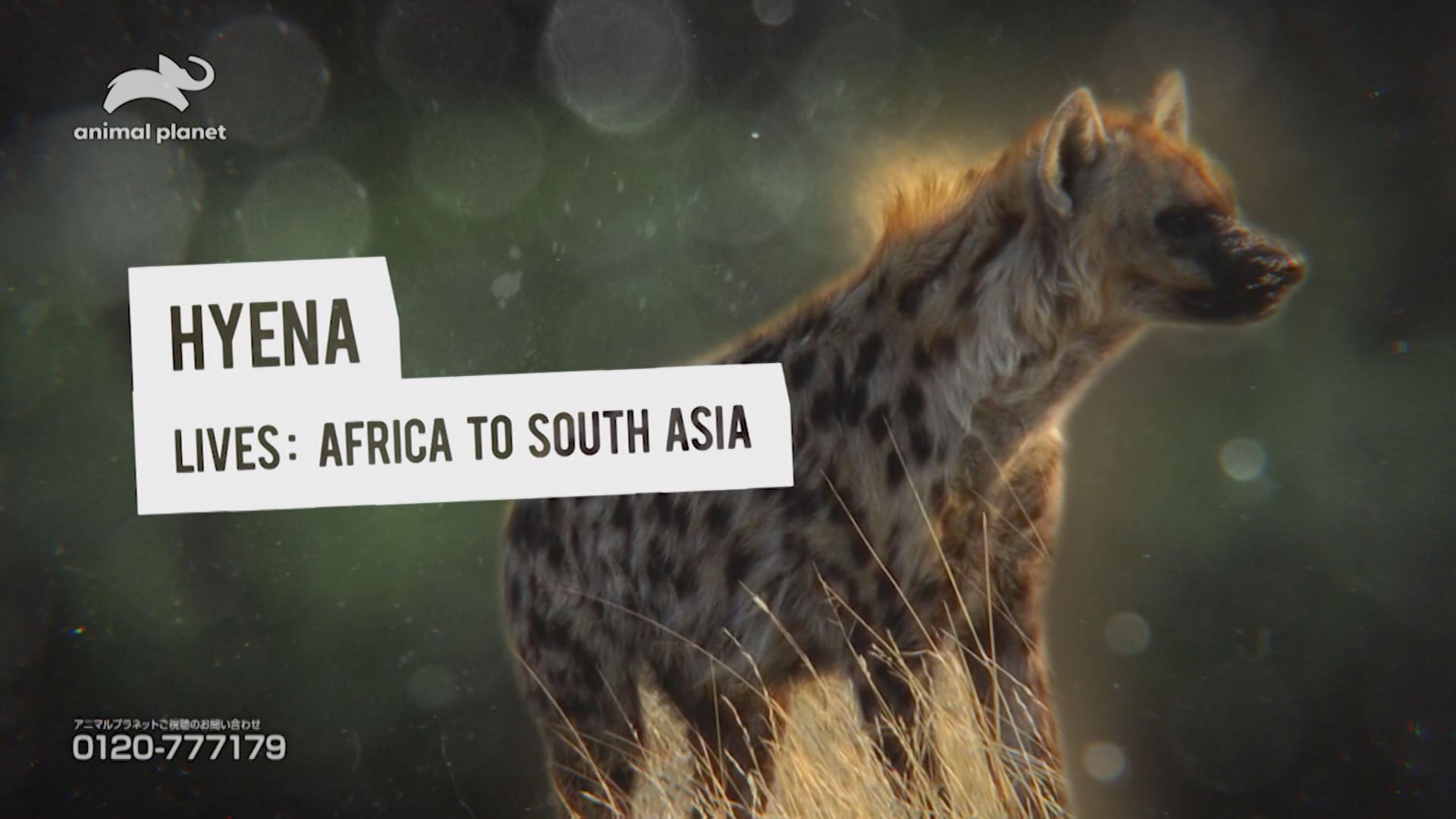 動物なぜなに研究室