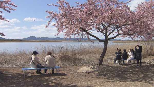 約６０００本の河津桜が咲き誇る　児島湖花回廊で花見会